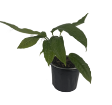 Monstera Super Narrow By Leal Plants Ecuador | Monstera Live Indoor Plant - £39.62 GBP