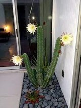 10 Cuttings Night Blooming Cereus Cactus - $16.49