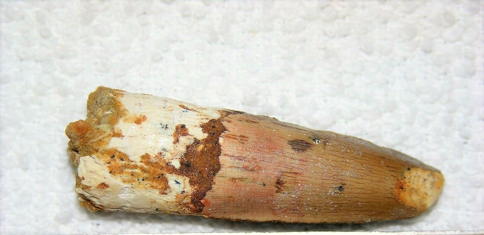 SPINOSAURUS TOOTH DINOSAUR TEETH FOSSIL REPTILE EXTINCT RELIC SPINOSAUR ... - $9.85