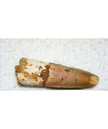 SPINOSAURUS TOOTH DINOSAUR TEETH FOSSIL REPTILE EXTINCT RELIC SPINOSAUR ... - $183.70 MXN
