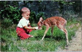 Two Day Old Michigan Fawn Being Fed Milk Postcard - £16.93 GBP