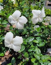 (USA Seller) 1 Exotic Tropical White Hibiscus Starter Live Plant 5 Inche... - £16.81 GBP