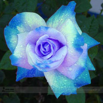 1 Pack Approx 50 Seeds The St Rose Gorgeous Pretty Rose Shrub Plant Flower Seed  - $7.66