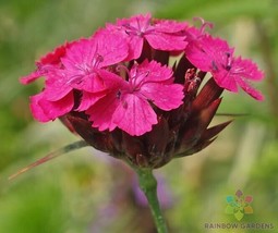 200+ Blood Pink Carnation Seeds - £6.76 GBP