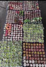 2&quot; Plant pot 10 packs Of 2” Pot live Mix Succulent Plants fully Rooted - $79.98