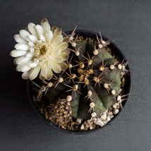 Exotic Frailea Mammifera Cactus Seeds - 10 Count, Miniature Succulent Seed Kit,  - £6.79 GBP