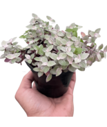 Tradescantia Callisia &#39;Pink Panther&#39;-6&quot; Pot - $62.37 CAD