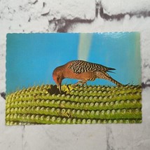 Gila Woodpecker Saguaro Cactus Arizona Vtg Postcard Petley  - £4.73 GBP