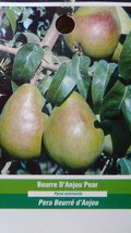 BEURRE D&#39;ANJOU PEAR 4&#39; 6&#39; Tree Plants Fruit plant plant plant (For Sprin... - $199.13