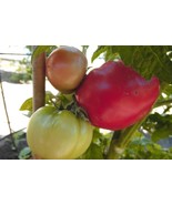Babushkas Sekret - sweet raspberry beef steak tomato - $110.13 MXN