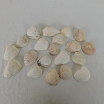 Lot of 20 Cockle Seashells Ocean Beach Decor Aquarium Craft Pink Brown White - $9.75