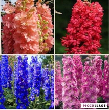 SL 100Pcs / Bag Delphinium Bonsai Flower Forking Larkspur Salmon King Garden Dec - £3.27 GBP