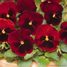 RD 200+ Delta Premium Red with Blotch Pansy (Viola) Seeds - FREE SHIPPING! - $5.15