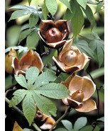 Wood Rose, MERREMIA TUBEROSA vine yellow flower morning glory Ipomoea  -... - $187.14 MXN