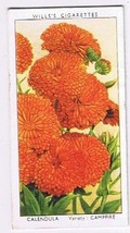 Wills Cigarette Card Garden Flowers #6 Calendula Campfire - $0.98