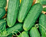 30 Seeds Homemade Pickles Cucumber Seeds Organic Summer Vegetable Garden... - £7.22 GBP