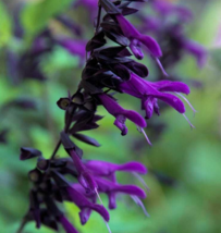 50 Pc Seeds Purple Black Salvia Flower, Perennial Salvia Seeds for Planting | RK - £9.92 GBP