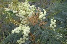 50 Acacia mearnsii Seeds, Black wattle Seeds, Exotic Acacia Seeds - £3.91 GBP