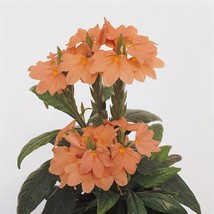 Firecracker Plant Seed Crossandra Tropic Flame Flower Seeds 15 Seeds Fresh Garde - £10.28 GBP