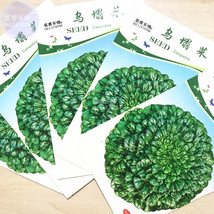 Wuta Tsai Brassica Campestris Black Cabbage Vegetable Seeds 5 Packs 100 Seeds Or - £7.89 GBP