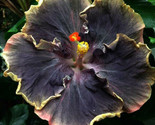 Yellow Black Hibiscus Flower Plants Garden Planting 25 Seeds - $5.88