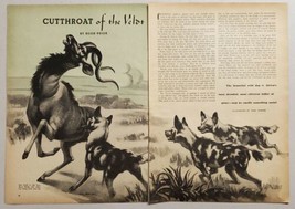 1949 Magazine Picture Wild Dogs in Africa Attack a Koodoo Buck by Carl Burger - £9.22 GBP