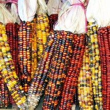 Rainbow Ornamental Corn Seeds Indian Maize Native American Autumn Flint Calico P - $7.90