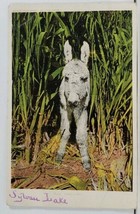 Mule or Donkey in Corn Field PEEK-A-BOO Sylvan Lake udb Postcard L18 - $12.95