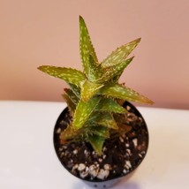 Tiger Tooth Aloe, Live 2" Succulent Plant, Aloe Juvenna, spiky succulents cactus image 4