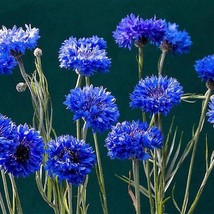 USA SELLER New 1000 Dwarf Blue Bachelors Button Cornflower Centaurea Cyanus Flow - $14.90