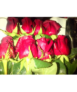 red roses - fresh - £187.80 GBP