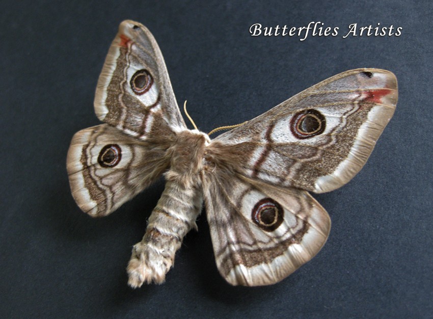 Ligurian Emperor Saturnia Pavonia Female Real Moth Framed Entomology Col... - $72.00