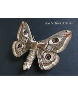 Ligurian Emperor Saturnia Pavonia Female Real Moth Framed Entomology Col... - $72.00
