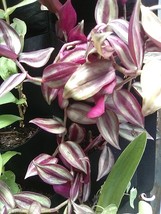 5 Cuttings Wandering Jew -&quot;Tradescantia Zebrina No Roots Home Garden Hou... - $130.29 MXN