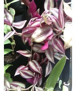 5 Cuttings Wandering Jew -"Tradescantia Zebrina No Roots Home Garden House Plant - $6.99