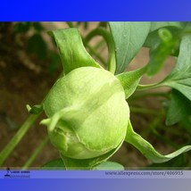 Heirloom &#39;Ying Ge Lv&#39; Small Green Peony Shrub Flower Seeds Professional Pack 5 S - £5.57 GBP