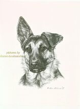 #286 GERMAN SHEPHERD PUP Lop Ear dog art print Pen &amp; ink drawing by Jan ... - $12.50