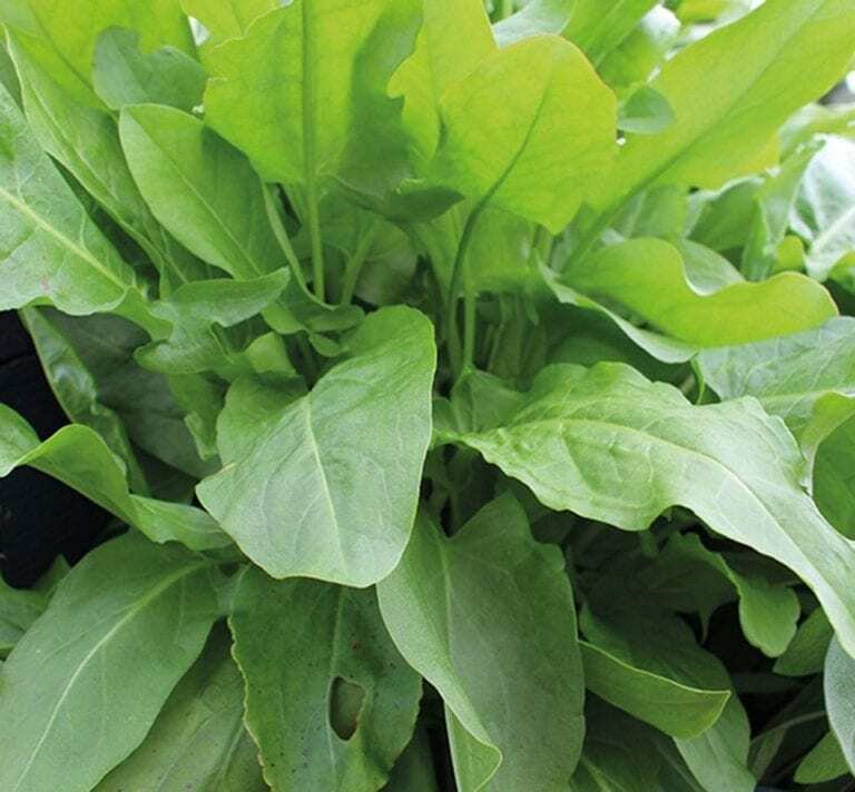 625 Seeds Sorrel Large Leaf Lemony Perennial Herb Fresh Seeds Fast Shipping - $8.74