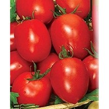 US Seller Rio Fuego Paste Tomato Seeds Grown To Organic Italian Fast Shipping - $16.20