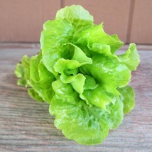 Lettuce Tom Thumb, 250 Seeds R - £11.42 GBP