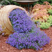 New Fresh Purple Aubrieta Flower 250 Seeds Attracting Bees Butterflies Light Up  - £9.54 GBP