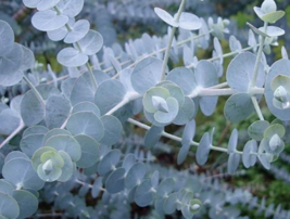 10 Pc Seeds Eucalyptus pulverulenta Plant, Eucalyptus Seeds for Planting | RK - £14.87 GBP