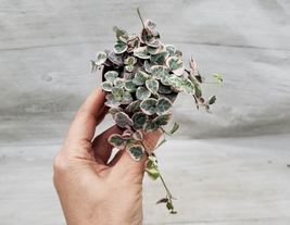 3&quot; Pot Variegated String of Hearts, Ceropegia Woodii Variegata houseplant - £25.70 GBP