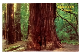 Muir Woods National Monument Redwoods Trees California CA Postcard c1970s - £3.98 GBP