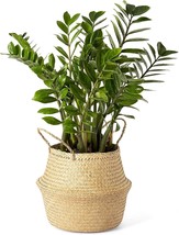 Artera Woven Seagrass Plant Basket - Wicker Belly Basket, Small, Natural- Beige - £31.24 GBP