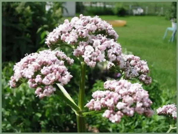 Top Seller 250 Valerian Heliotrope Heal All Valeriana Officinalis Herb F... - $14.60