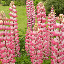 20 Seeds Chatelaine Lupine Seeds Non-GMO - £9.55 GBP