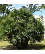 Mediterranean Fan Palm Seeds Chamaerops humilis 5 Seeds Fresh Seeds - £11.41 GBP