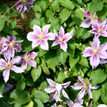 Clematis Potted Clematis Garden Flowers - 50 Seeds - $6.88