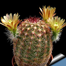 10 Seeds Echinocereus Chloranthus V. Cylindricus Seeds Garden - $16.49